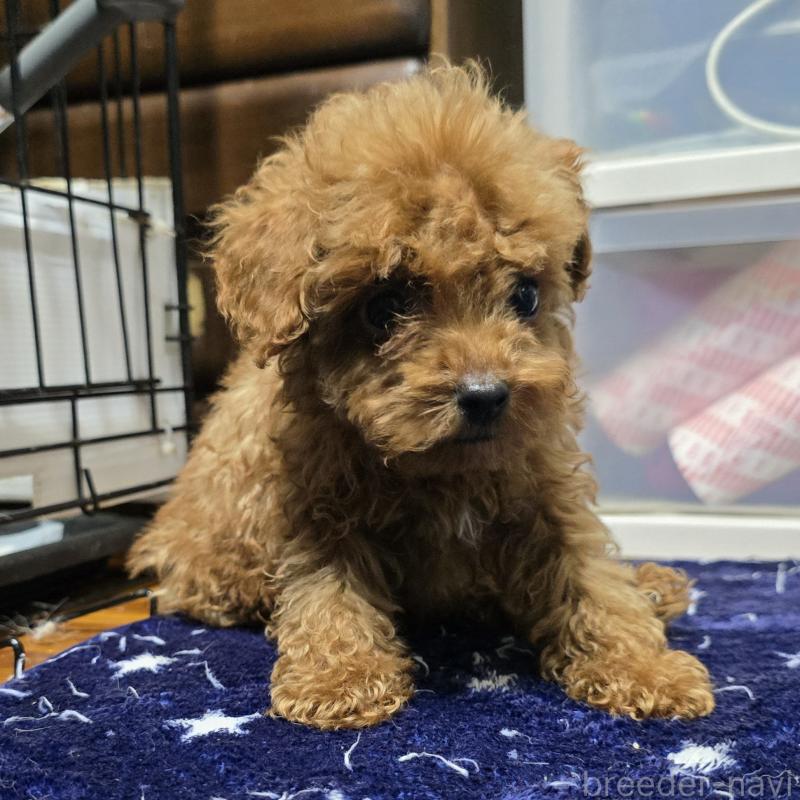 販売中の岡山県のトイプードル-411591の7枚目