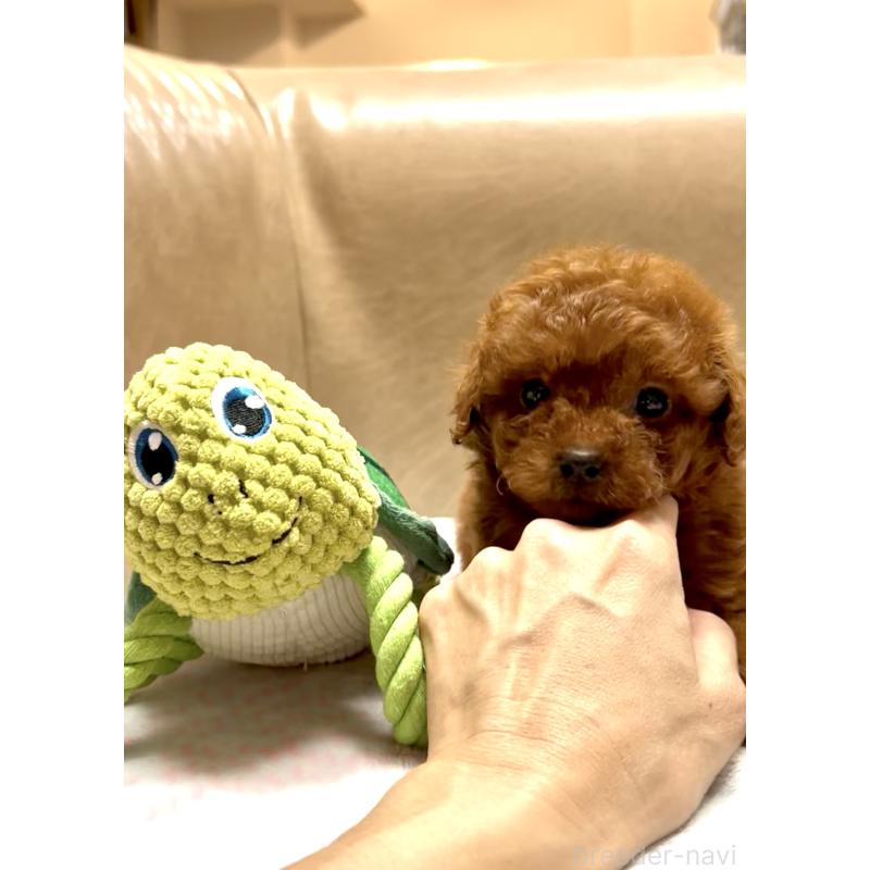販売中の奈良県のタイニープードル-426474の2枚目
