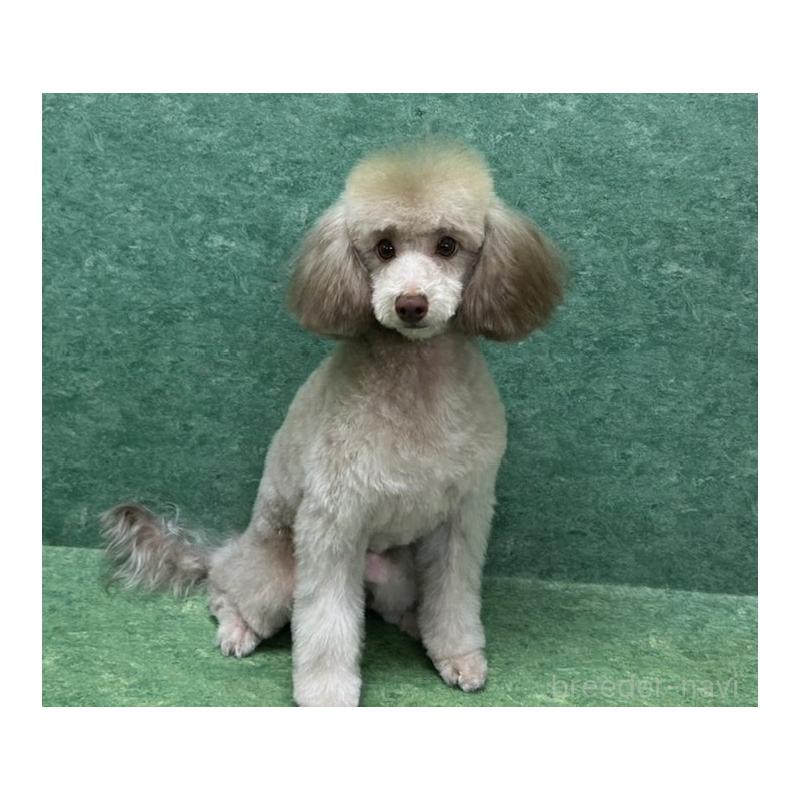 販売中の東京都のトイプードル-426475の3枚目