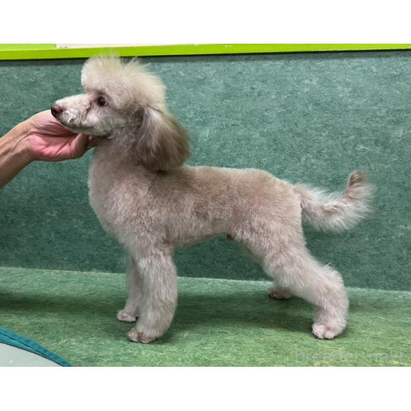 販売中の東京都のトイプードル-426475の2枚目