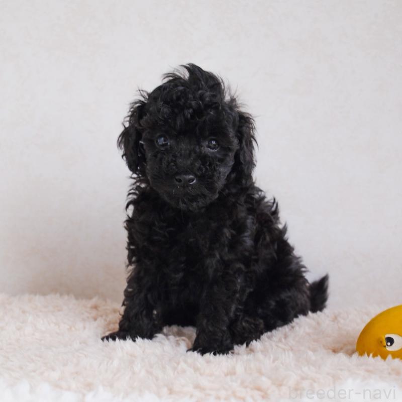 販売中ののタイニープードル-426630