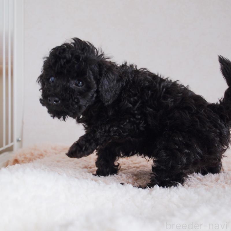 販売中の福岡県のタイニープードル-426630の3枚目