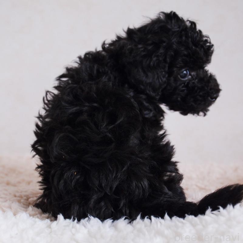 販売中の福岡県のタイニープードル-426630の2枚目