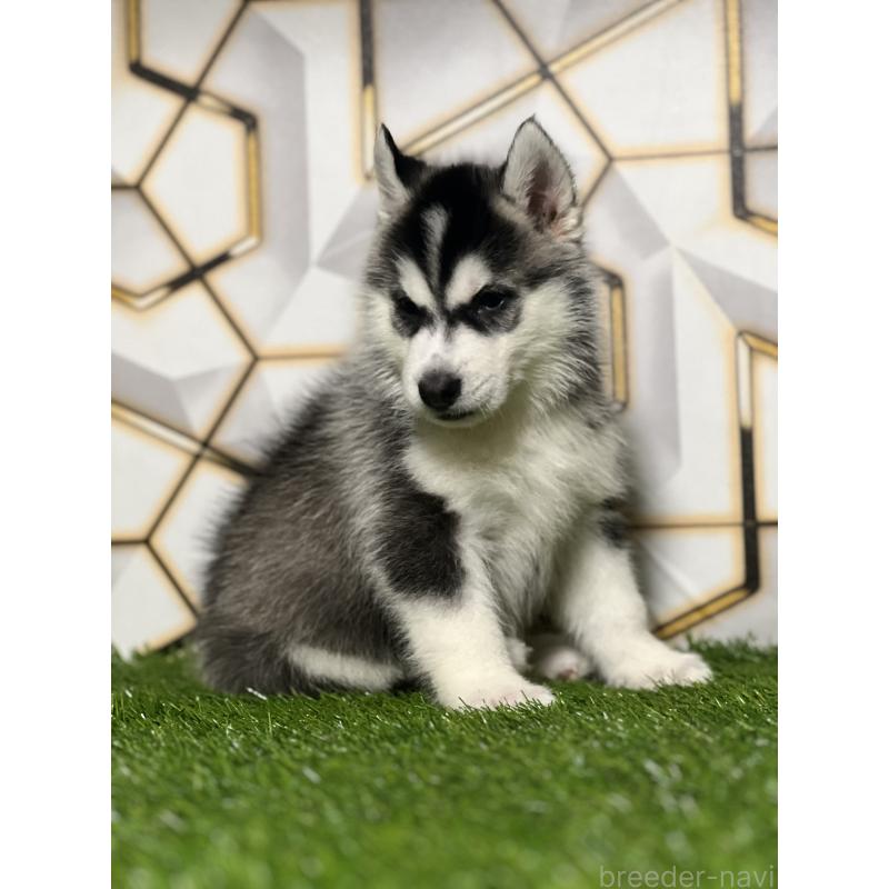 商談中の静岡県のシベリアンハスキー-426632の11枚目