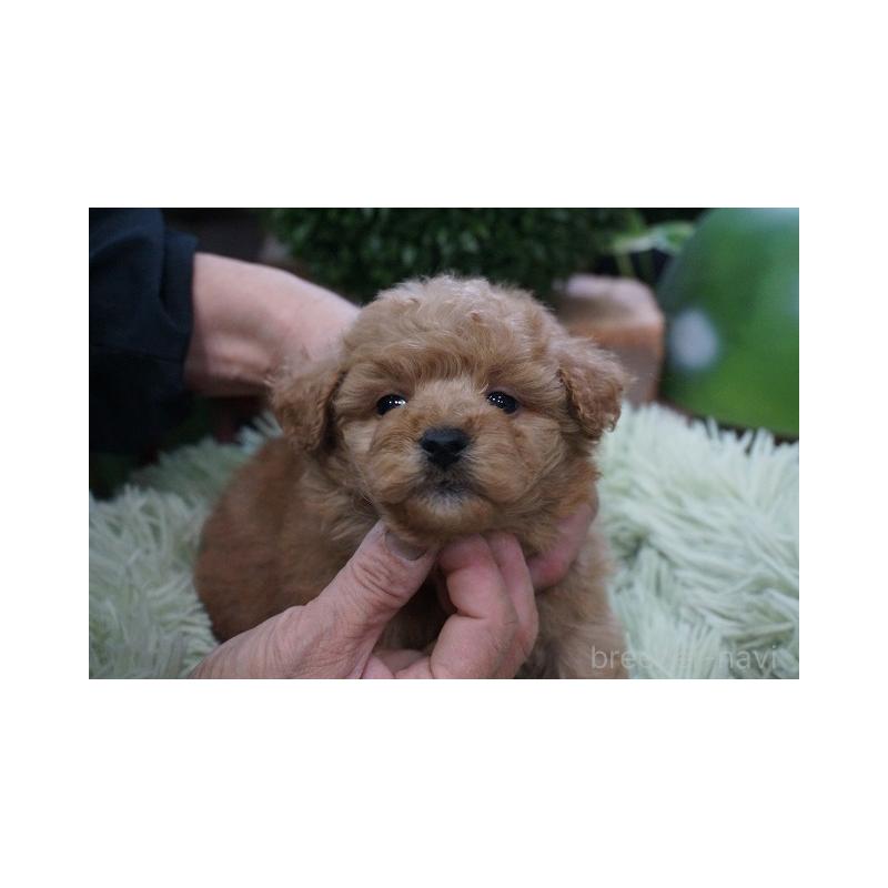 商談中の京都府のチワプー:チワワ×トイプードル-424861の5枚目