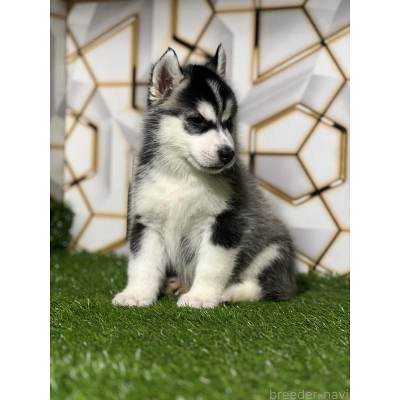 商談中の静岡県のシベリアンハスキー-426632の10枚目