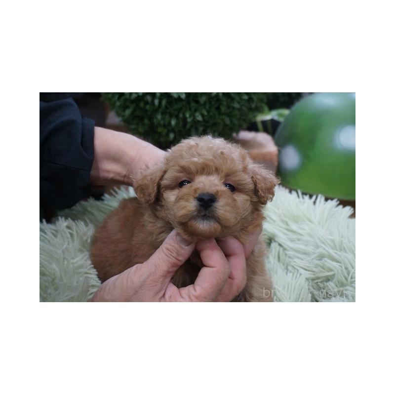 商談中の京都府のチワプー:チワワ×トイプードル-424861の3枚目