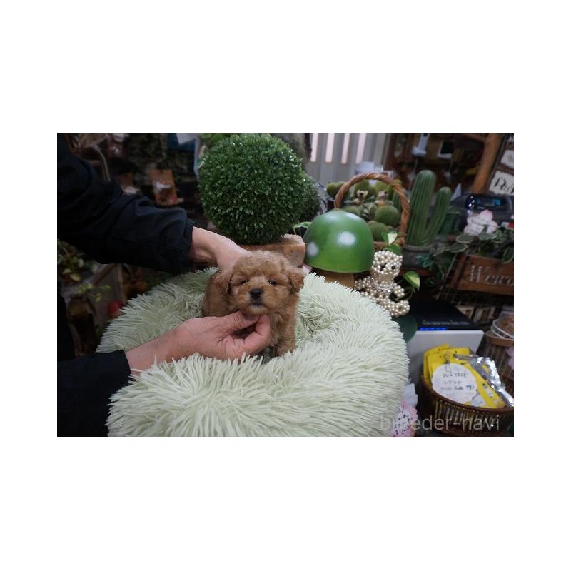 商談中の京都府のチワプー:チワワ×トイプードル-424861の2枚目