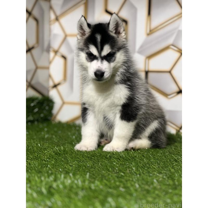 商談中の静岡県のシベリアンハスキー-426632の9枚目