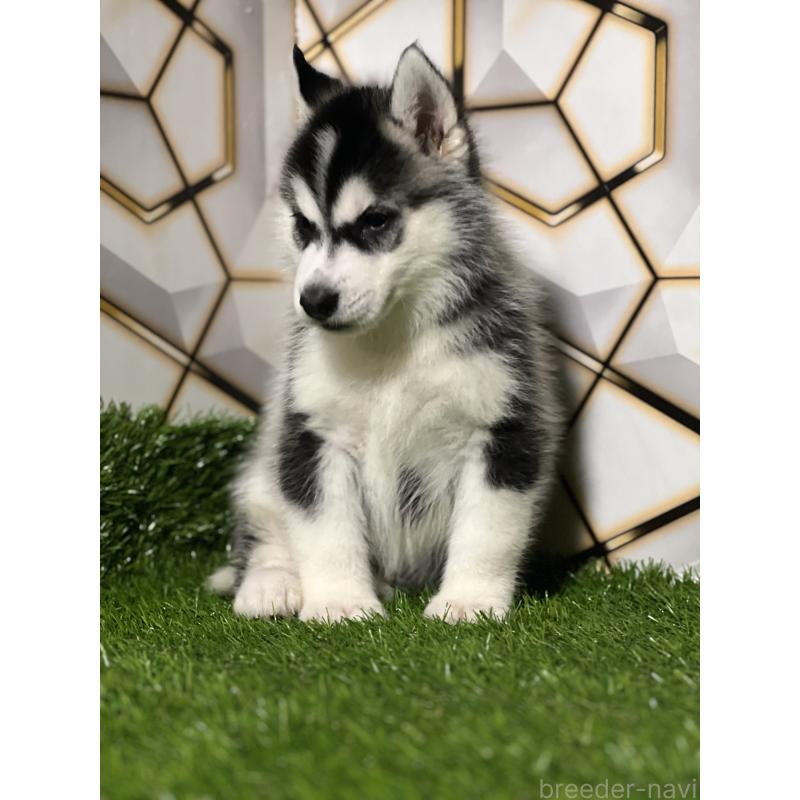 商談中の静岡県のシベリアンハスキー-426632の8枚目