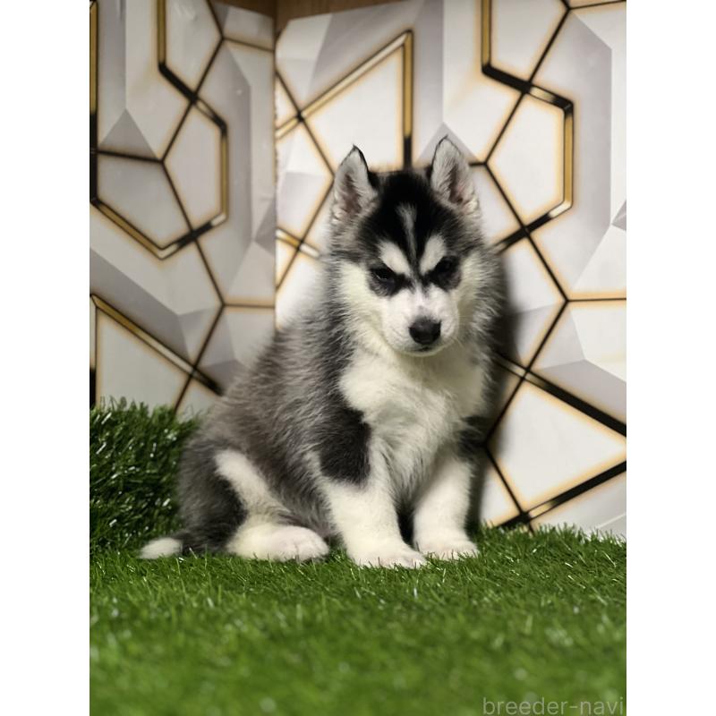 商談中の静岡県のシベリアンハスキー-426632の7枚目