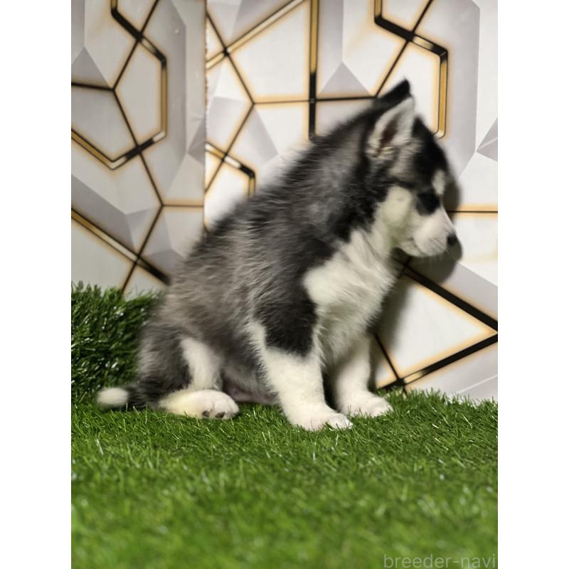 商談中の静岡県のシベリアンハスキー-426632の6枚目