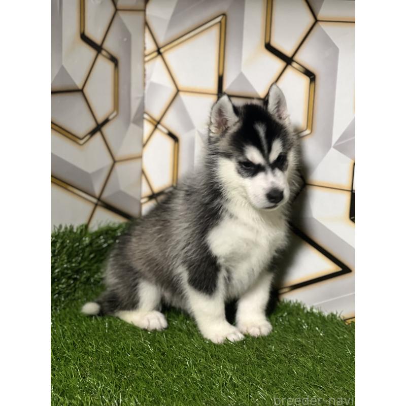 商談中の静岡県のシベリアンハスキー-426632の5枚目