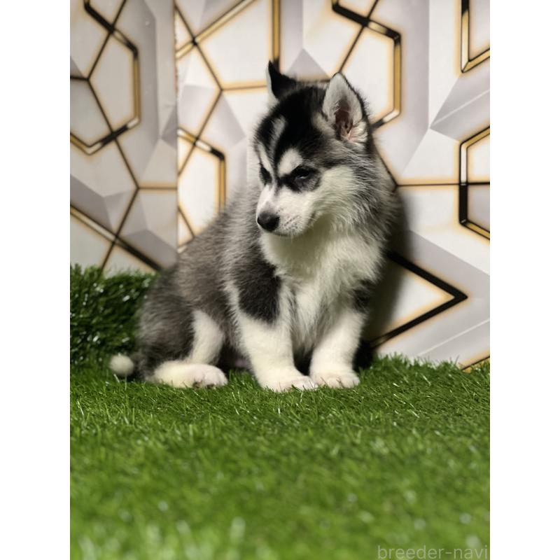 商談中の静岡県のシベリアンハスキー-426632の4枚目