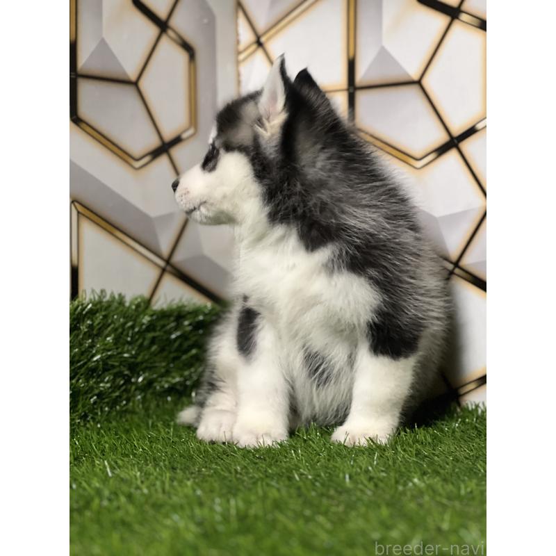 商談中の静岡県のシベリアンハスキー-426632の3枚目