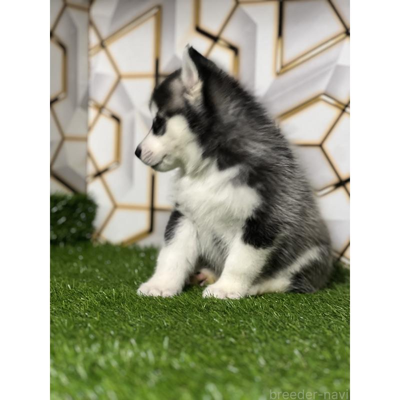 商談中の静岡県のシベリアンハスキー-426632の2枚目