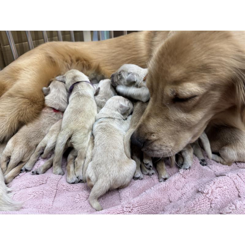 販売中の静岡県のゴールデンレトリーバー-426627の2枚目