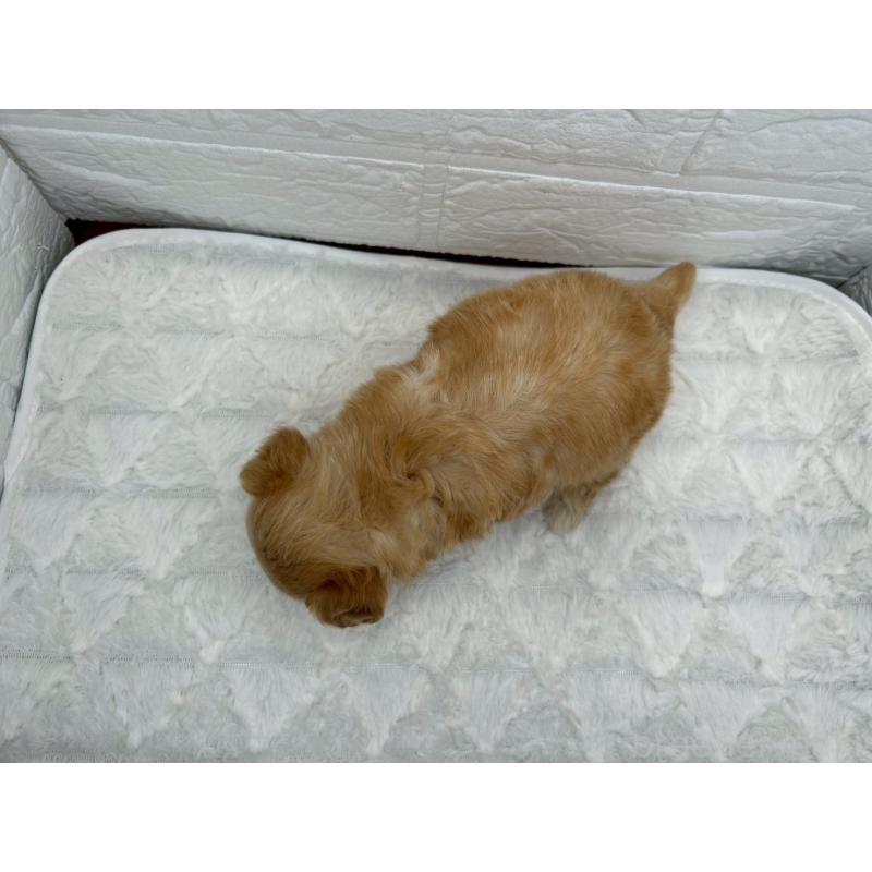 販売中の茨城県のチワプー:チワワ×トイプードル-426631の13枚目