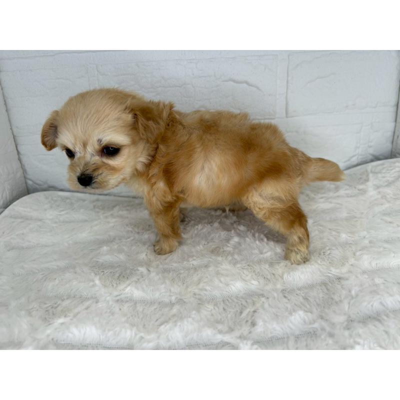 販売中の茨城県のチワプー:チワワ×トイプードル-426631の12枚目