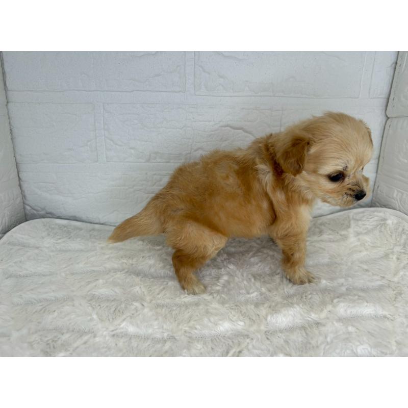 販売中の茨城県のチワプー:チワワ×トイプードル-426631の11枚目