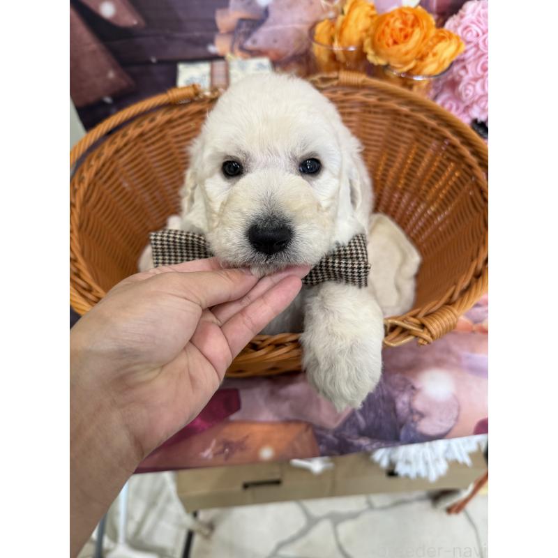 販売中の兵庫県のスタンダードプードル-426633の1枚目