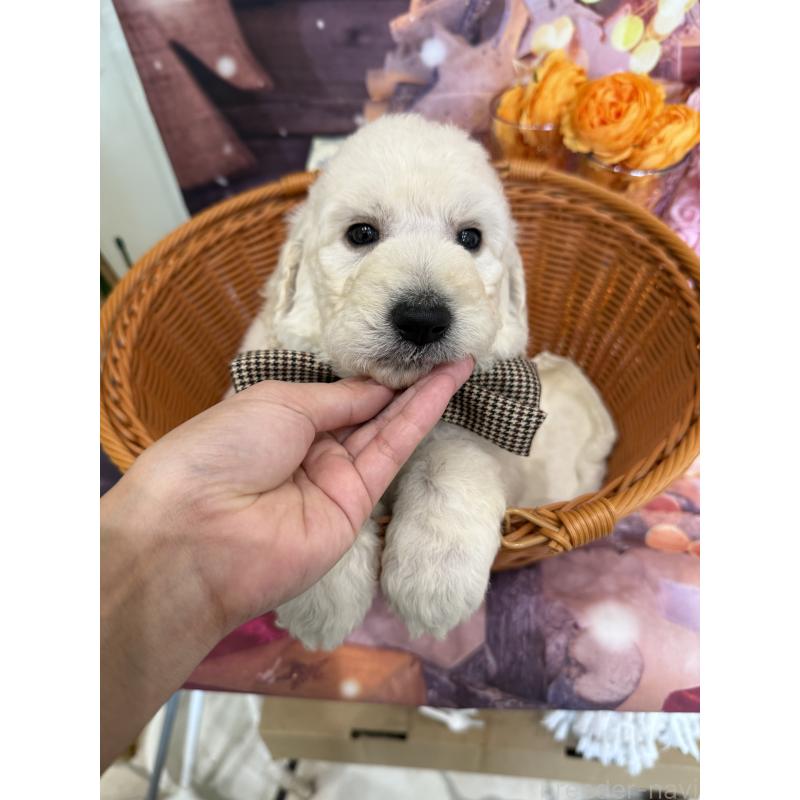 販売中の兵庫県のスタンダードプードル-426633の5枚目