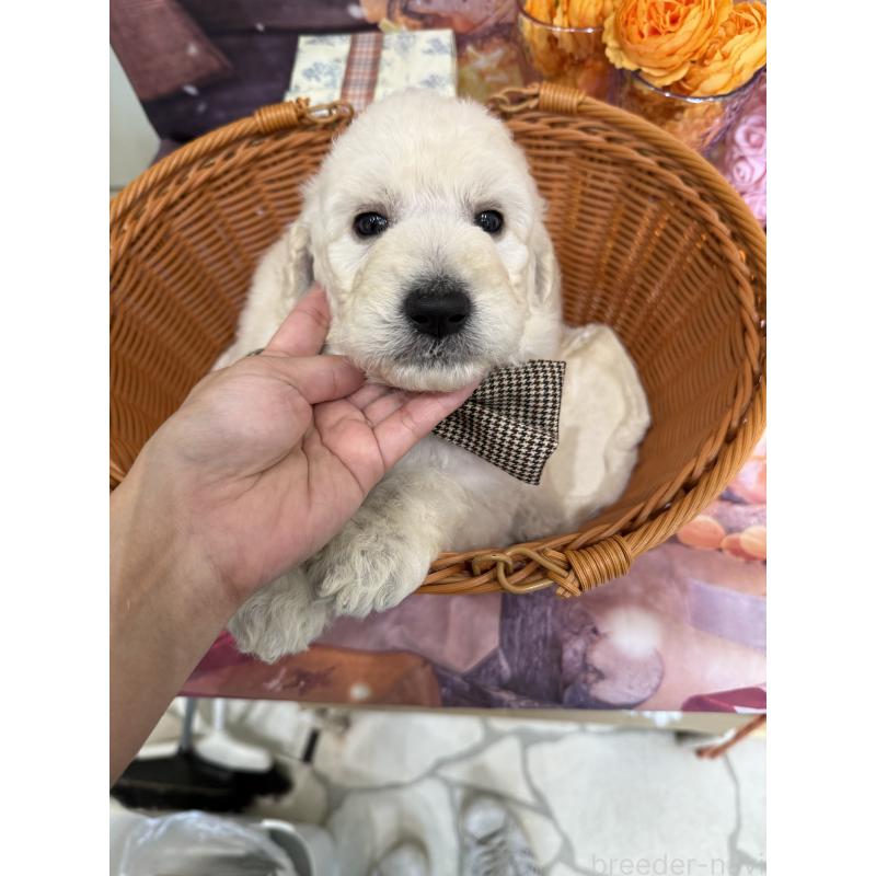 販売中の兵庫県のスタンダードプードル-426633の4枚目