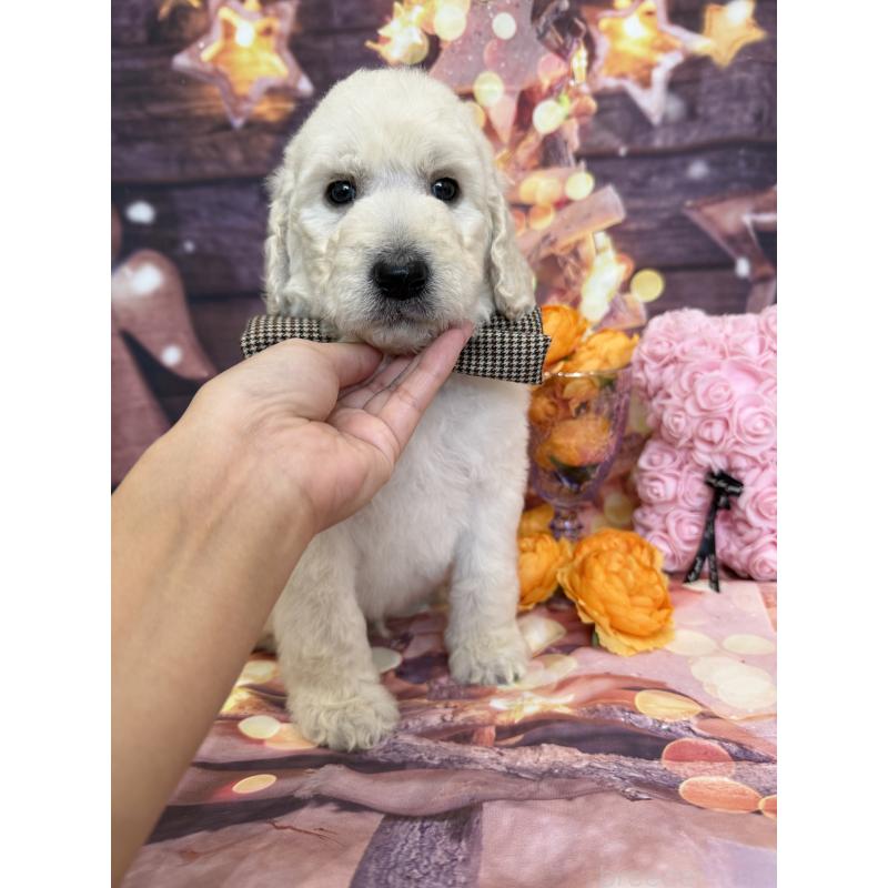 販売中の兵庫県のスタンダードプードル-426633の3枚目