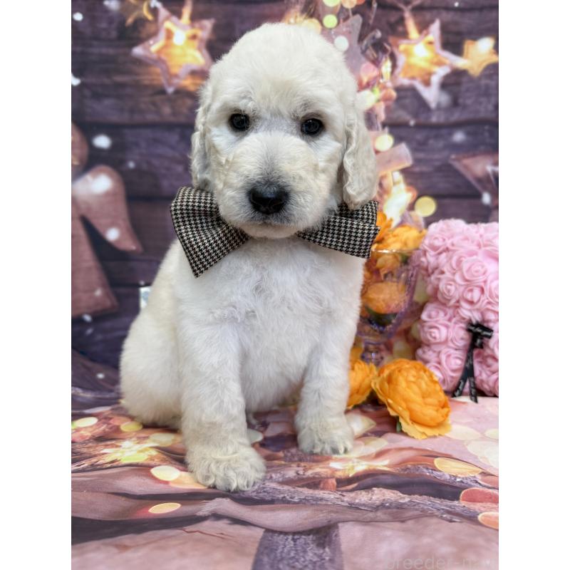 販売中の兵庫県のスタンダードプードル-426633の2枚目