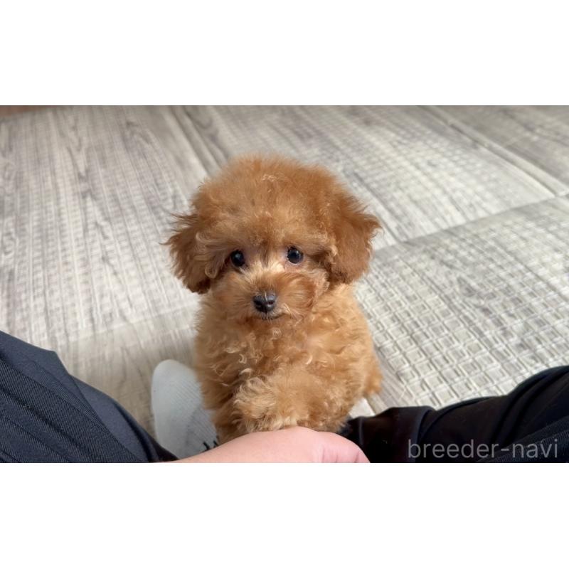 販売中の埼玉県のティーカッププードル-423501の11枚目