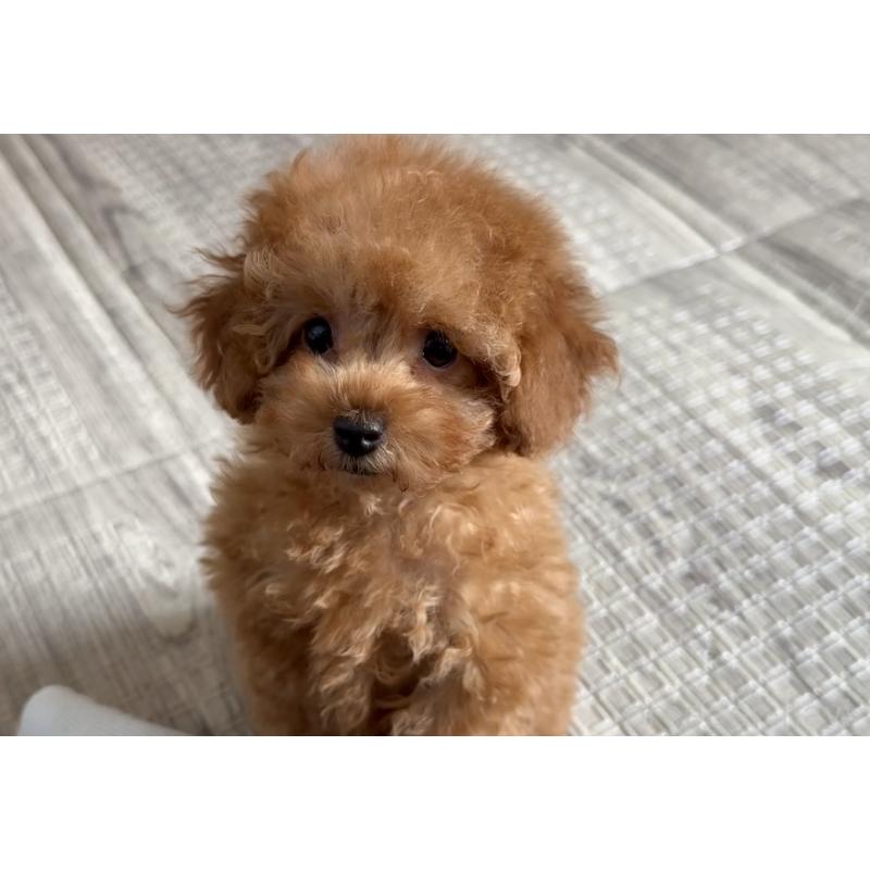 販売中の埼玉県のティーカッププードル-423501の10枚目