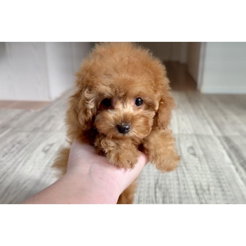 販売中の埼玉県のティーカッププードル-423501の9枚目