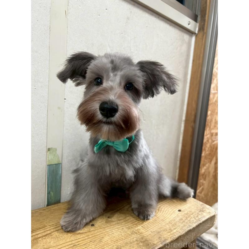 成約済の静岡県のミニチュアシュナウザー-414068の8枚目