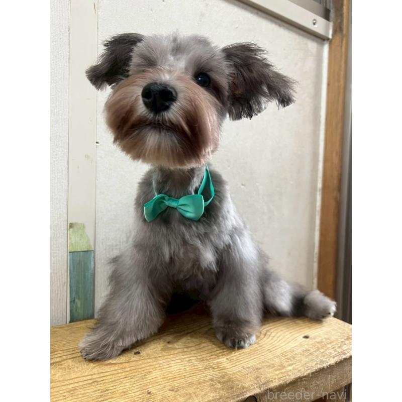 成約済の静岡県のミニチュアシュナウザー-414068の7枚目