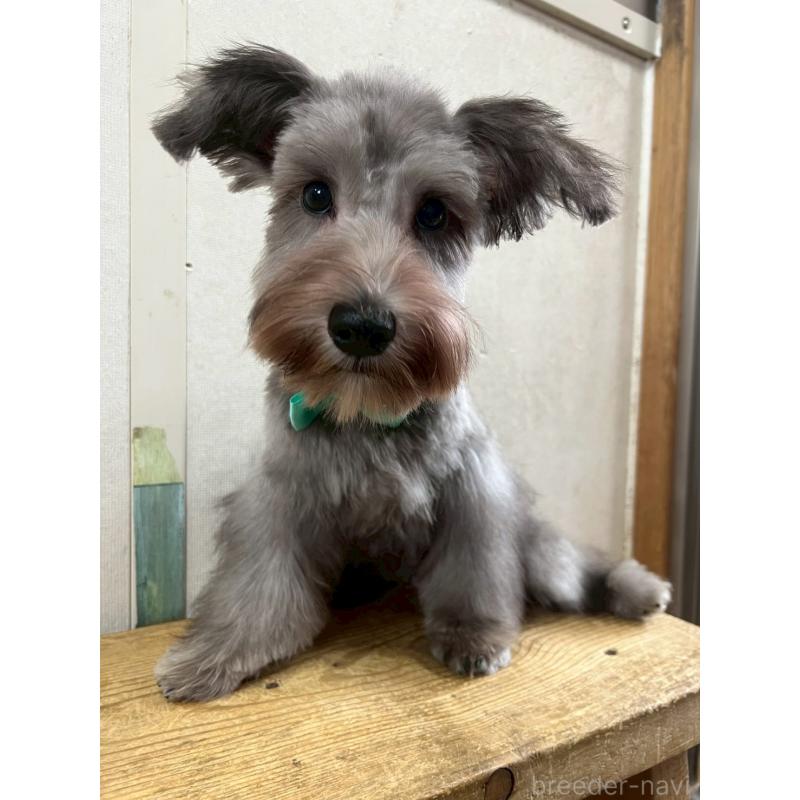 成約済の静岡県のミニチュアシュナウザー-414068の6枚目