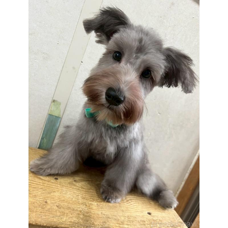 成約済の静岡県のミニチュアシュナウザー-414068の5枚目