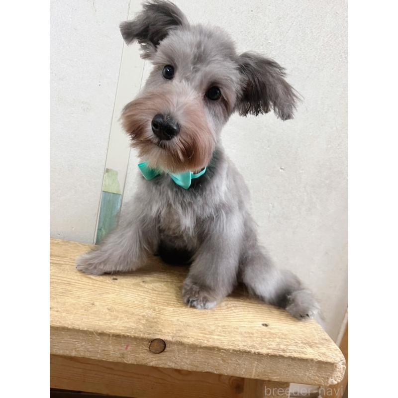 成約済の静岡県のミニチュアシュナウザー-414068の4枚目