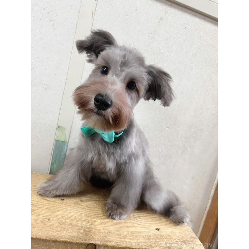 成約済の静岡県のミニチュアシュナウザー-414068の3枚目