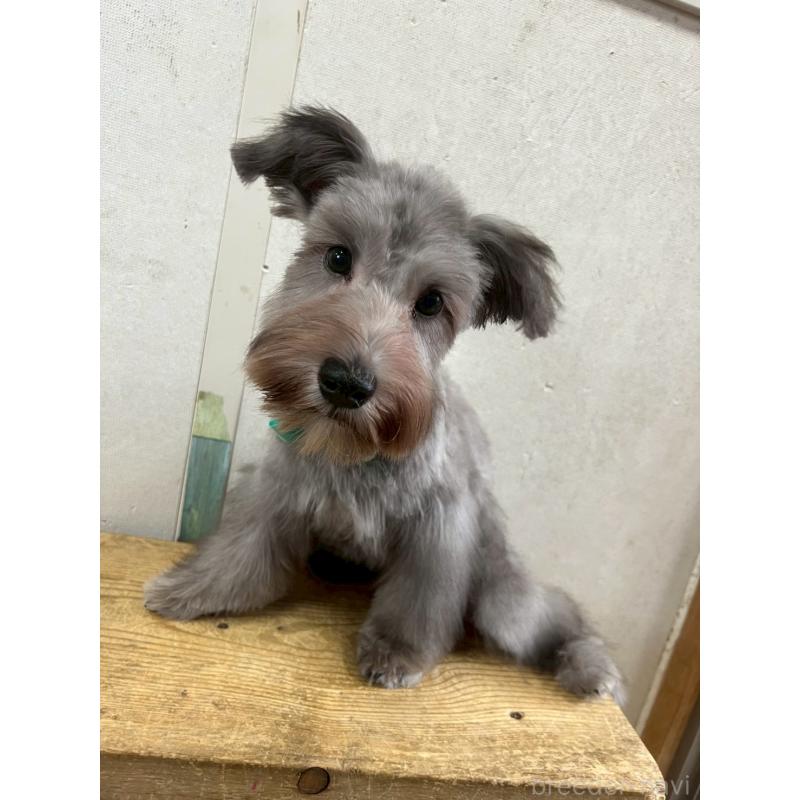 成約済の静岡県のミニチュアシュナウザー-414068の2枚目