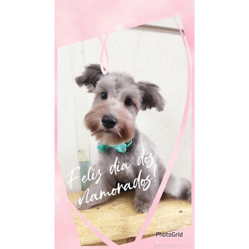 成約済の静岡県のミニチュアシュナウザー-414068の1枚目