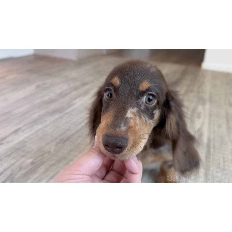 成約済の埼玉県のミニチュアダックスフンド(ロングヘアード)-423093の8枚目