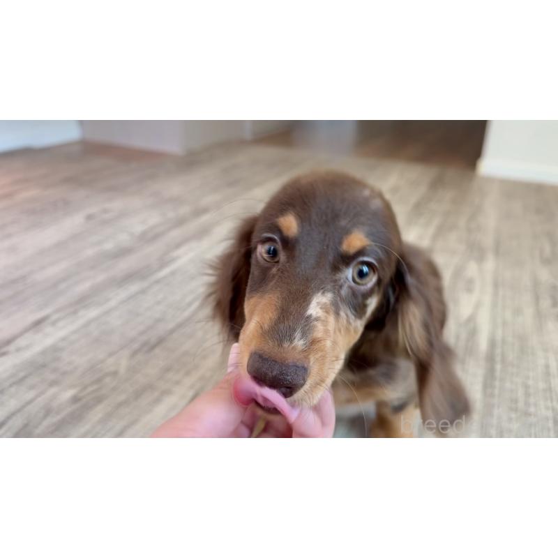 成約済の埼玉県のミニチュアダックスフンド(ロングヘアード)-423093の7枚目