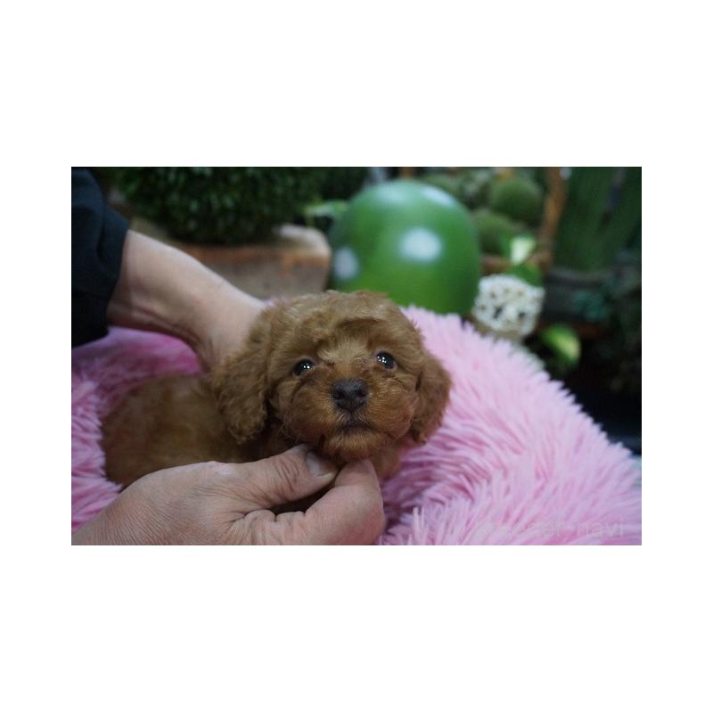 成約済の京都府のチワプー:チワワ×トイプードル-424878の5枚目