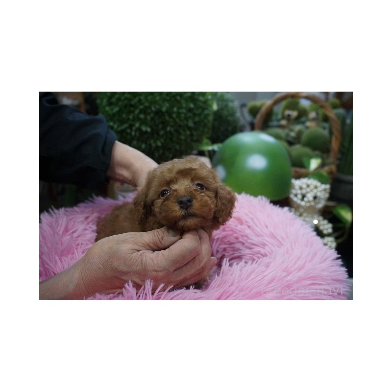 成約済の京都府のチワプー:チワワ×トイプードル-424878の3枚目