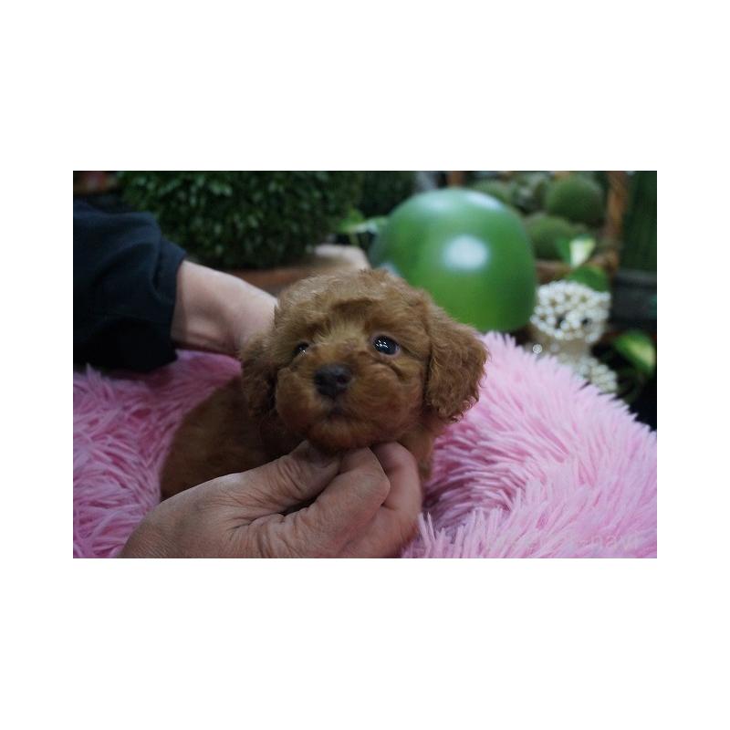 成約済の京都府のチワプー:チワワ×トイプードル-424878の4枚目