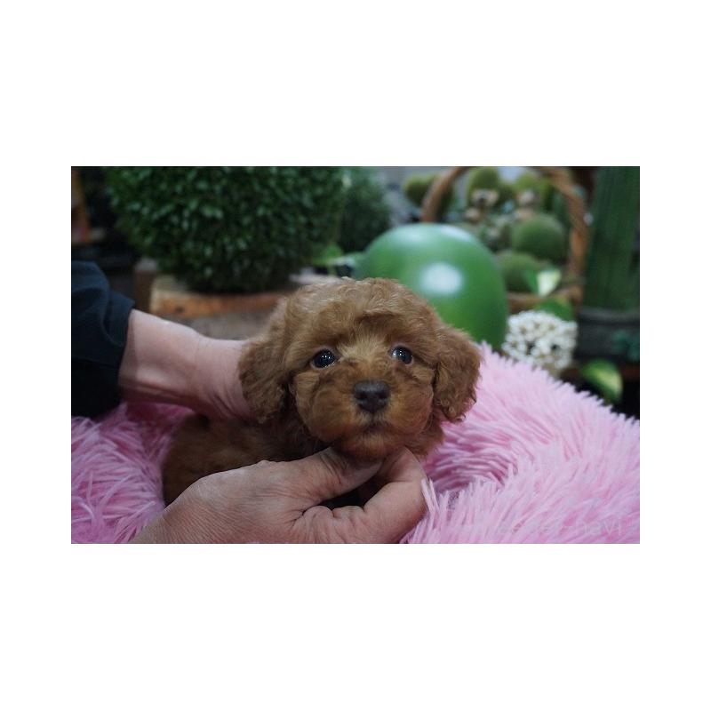 成約済の京都府のチワプー:チワワ×トイプードル-424878の2枚目