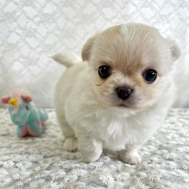 販売中の岡山県のチワワ(ロングコート)-426634の1枚目