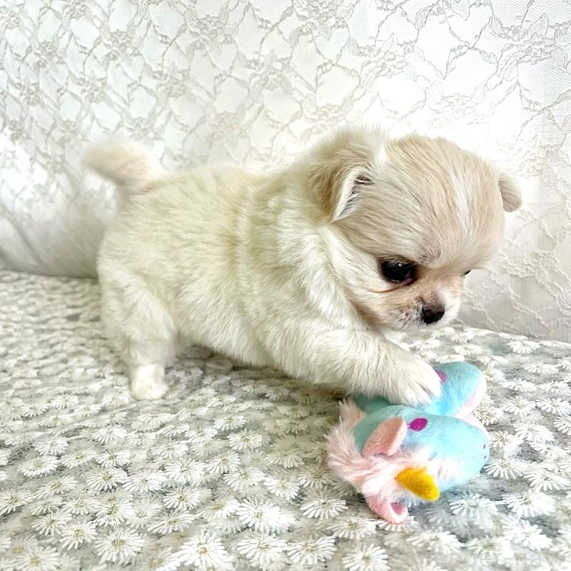 販売中の岡山県のチワワ(ロングコート)-426634の4枚目