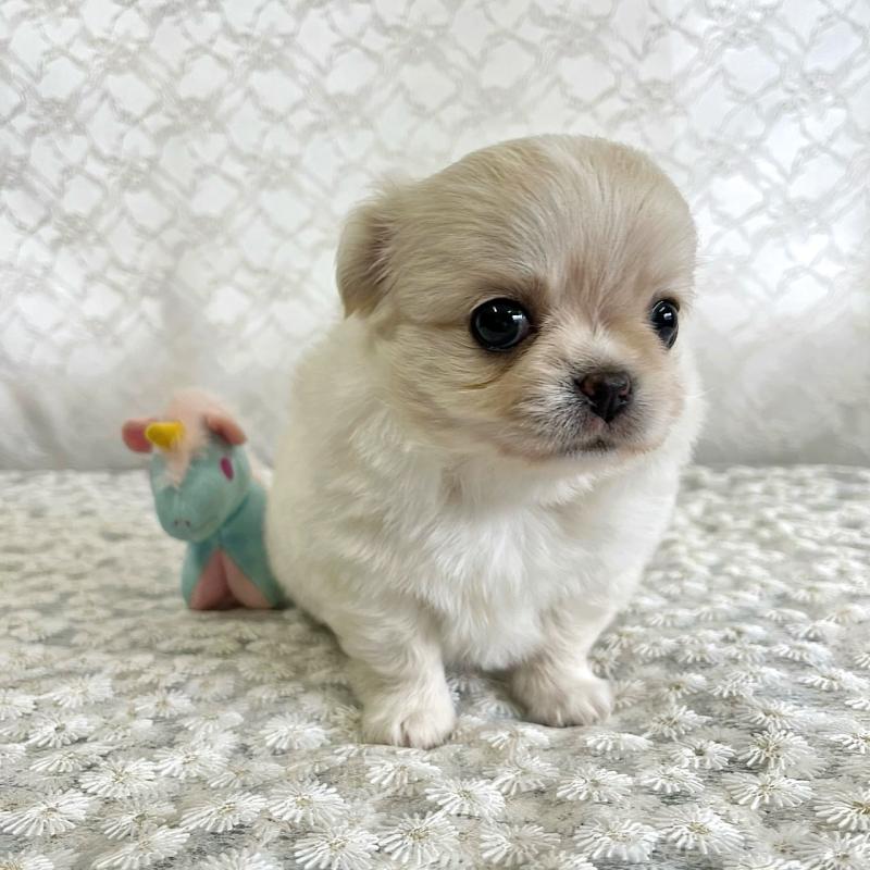 販売中の岡山県のチワワ(ロングコート)-426634の3枚目