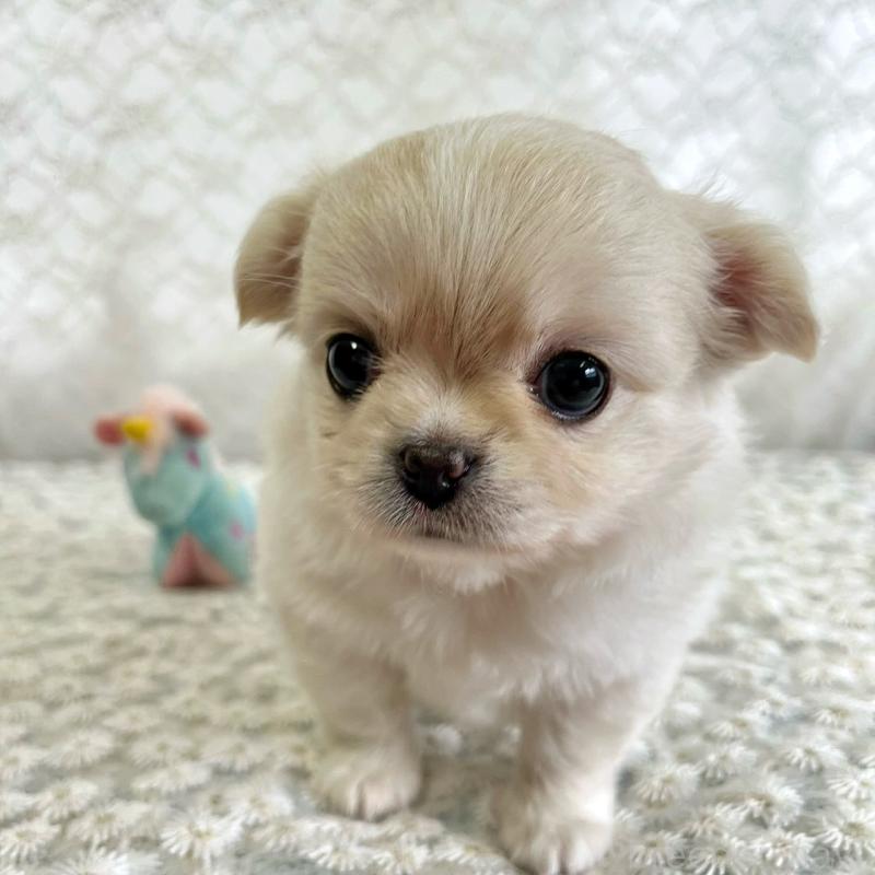 販売中の岡山県のチワワ(ロングコート)-426634の2枚目